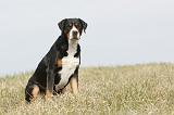 GRAND BOUVIER SUISSE 074